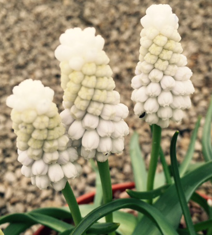 Muscari armeniacum 'Siberian Tiger' 